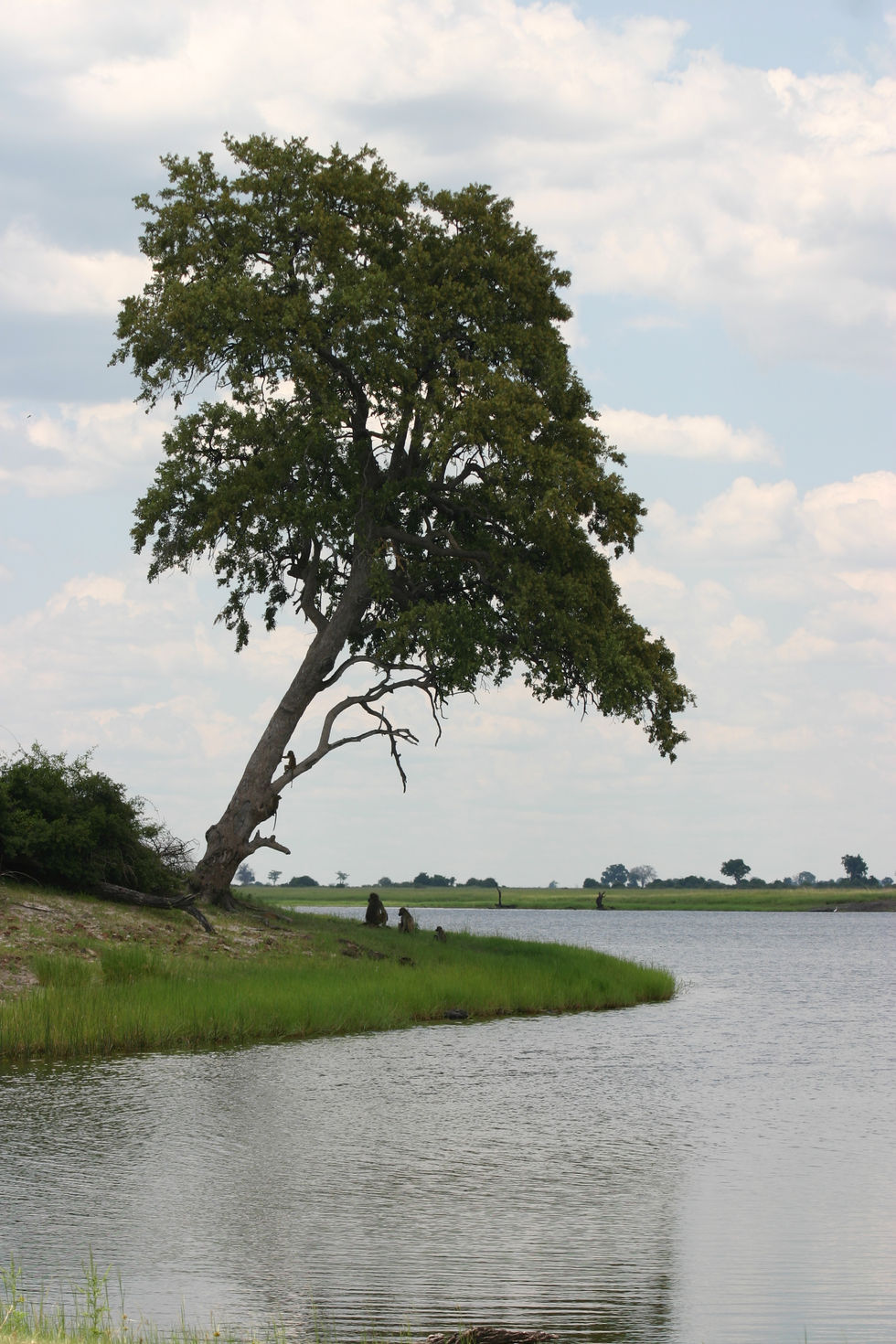 IMG_4159+Chobe+River