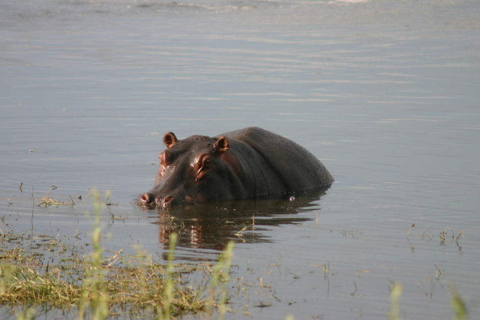 IMG_4471+Hippo