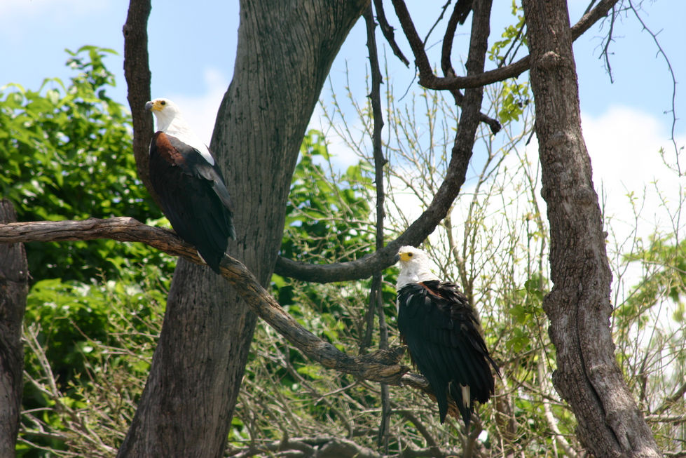 IMG_4193+African+Fish+Eagles