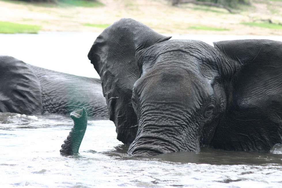 IMG_4356+Elephant+at+play+next+to+boat