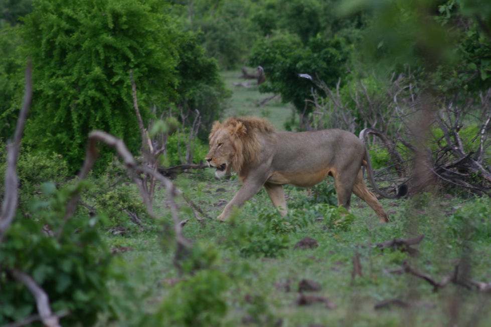 133+IMG_3946+Lion+on+the+Move