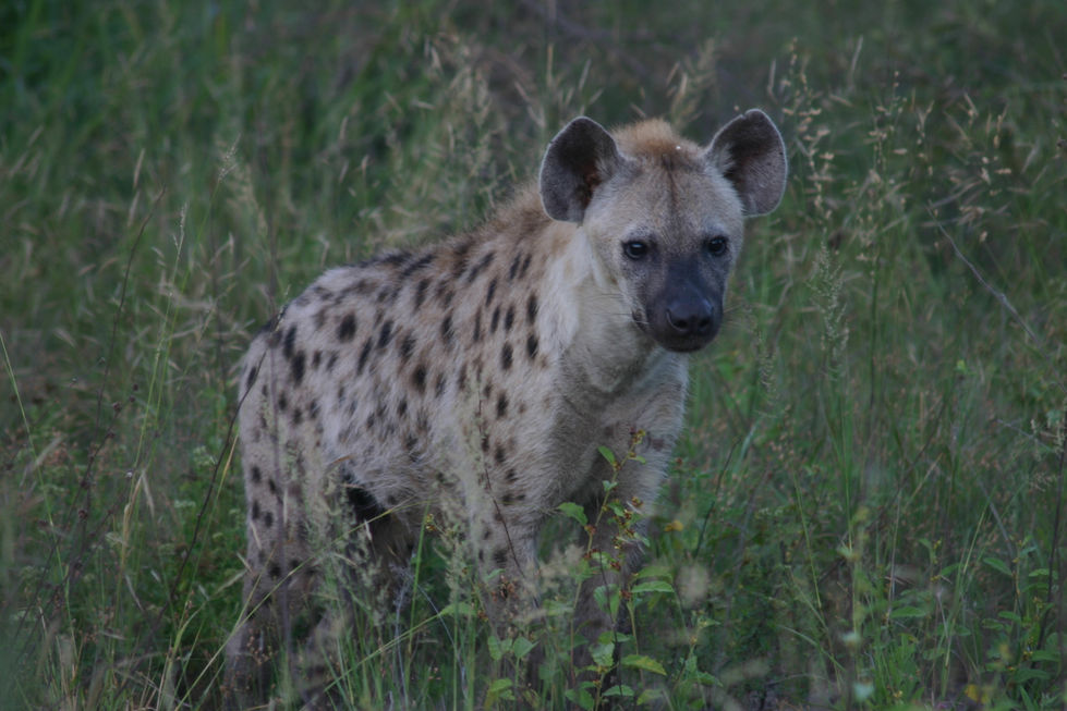 IMG_5730+Hyena