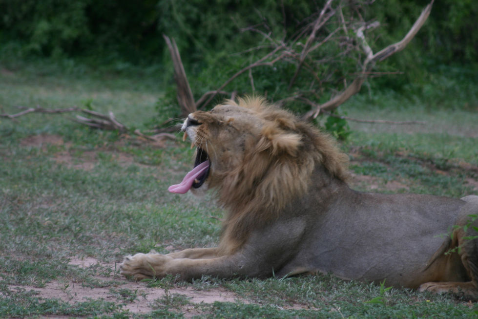 153+IMG_4039+Lion+Teeth