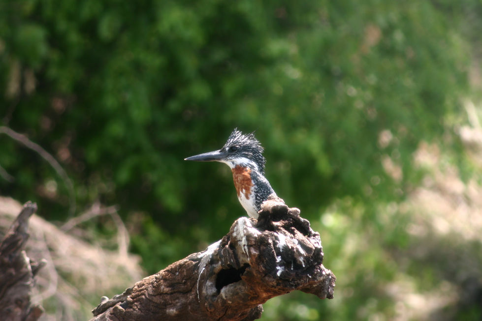 IMG_4202+Giant+Kingfisher