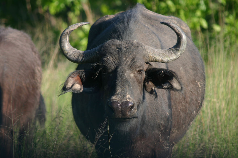 099+IMG_3657+African+Buffalo