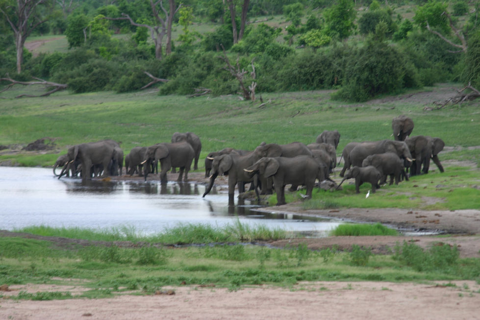 141+IMG_3997+Herd+at+Waterhole