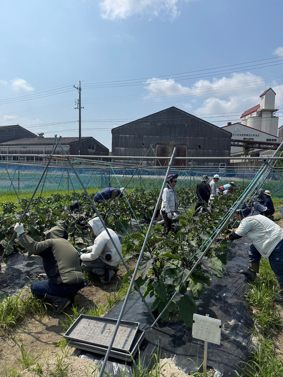 ナスの誘因と農ライフ夏野菜の管理防除
