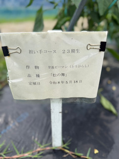 夏野菜の管理