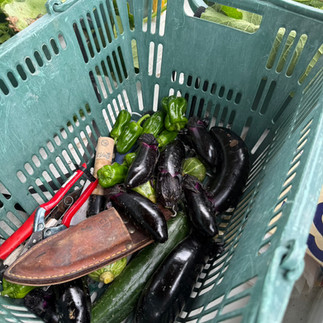 農ライフ 夏野菜の管理 ナス・ピーマン収穫
