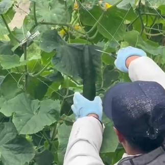 農ライフ担い手づくりコースの研修夏野菜の収穫と管理