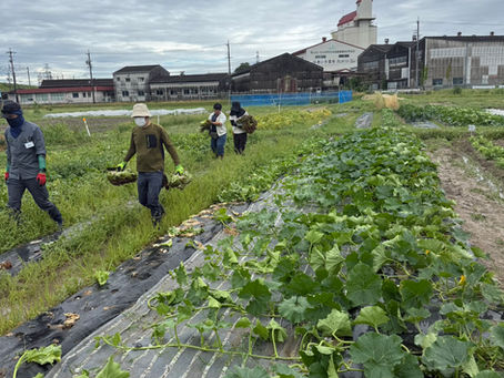 農ライフ夏野菜の管理