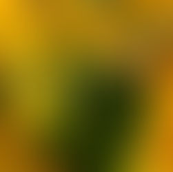 農ライフ担い手づくりコース夏野菜の管理