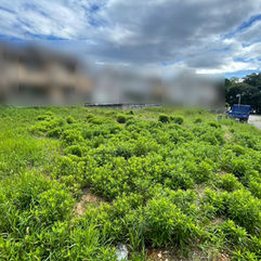 草刈りと防草シート張り