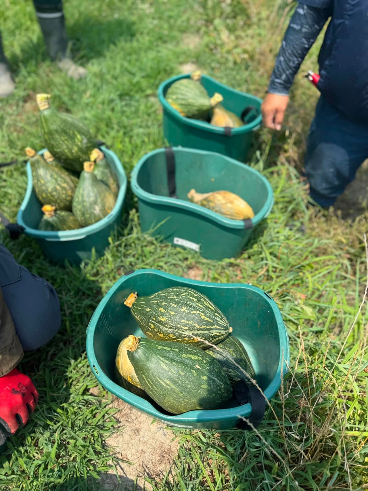 農ライフ　夏野菜の収穫管理と草刈り