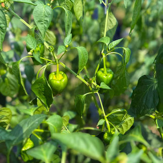 農ライフ 夏野菜の収穫管理と草刈り