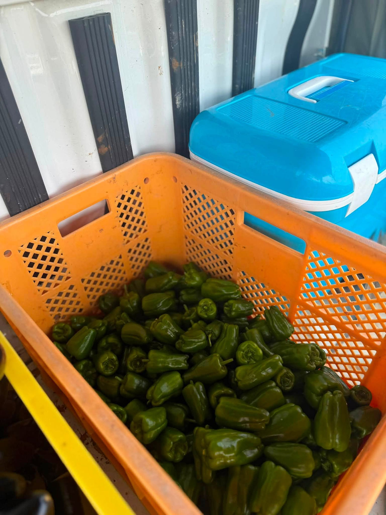 農ライフ　夏野菜の収穫管理と草刈り