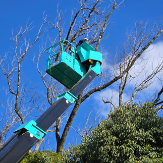 若林八幡宮の枯れ木伐採作業