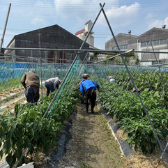 夏野菜の管理