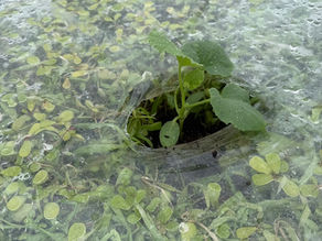 メロン（アンデス）の定植