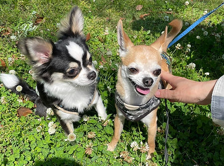 愛犬2匹|婦人科サロンRESORA