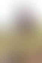 6A8A9949