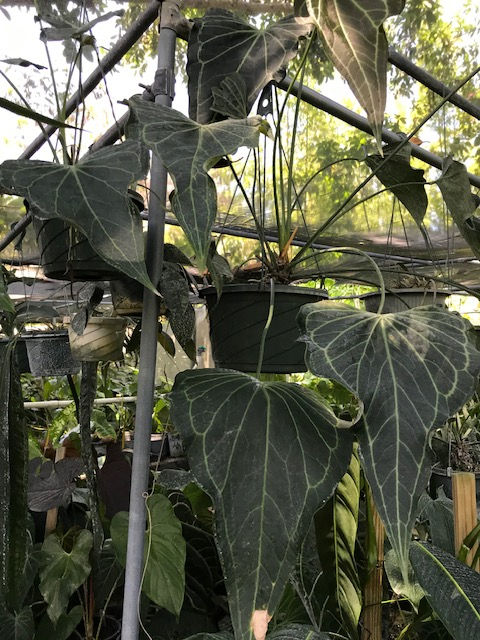 Anthurium 'Delta Force'