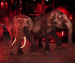 dancing elephants kids party.jpg