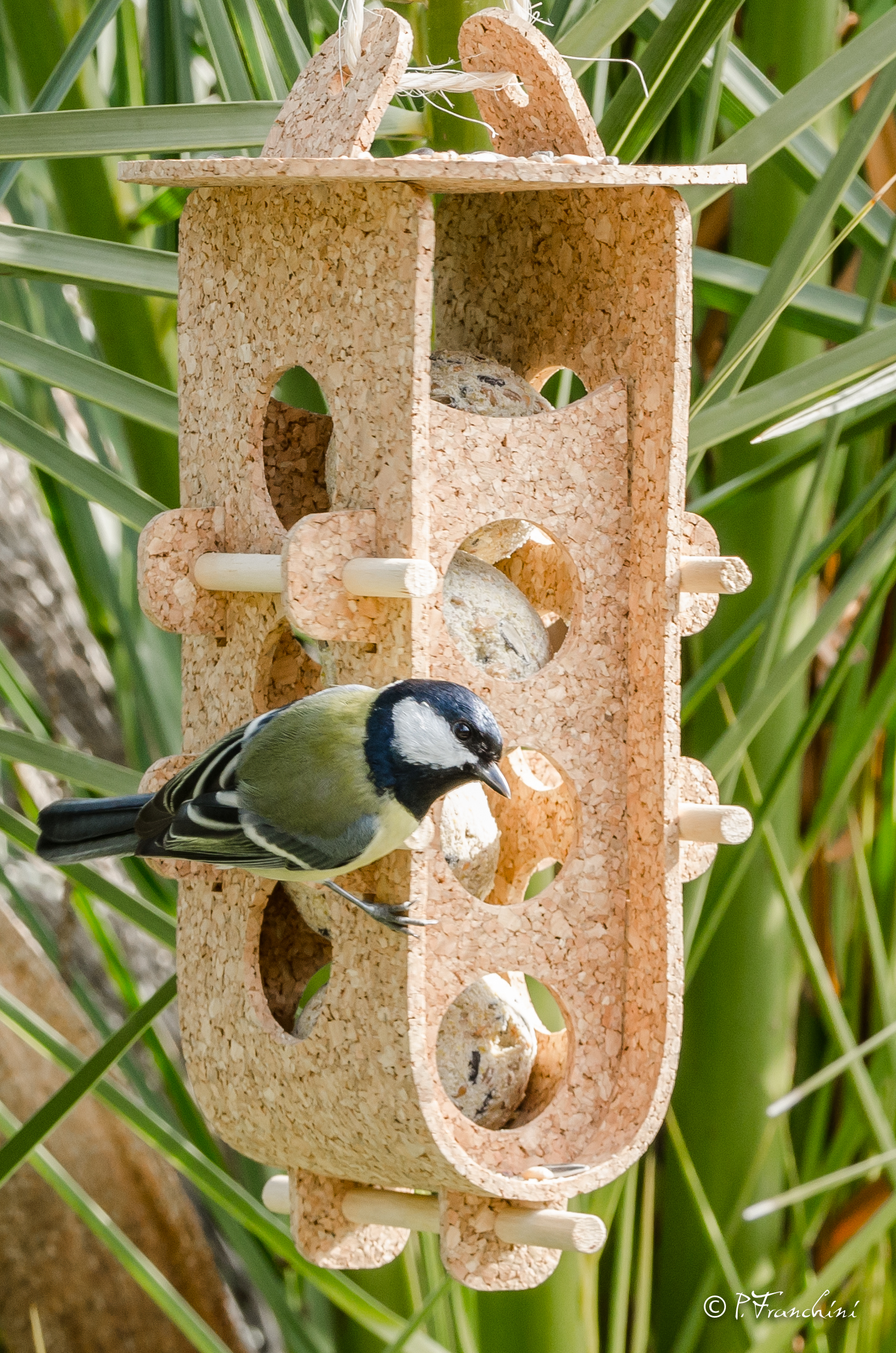 Le festin des oiseaux
