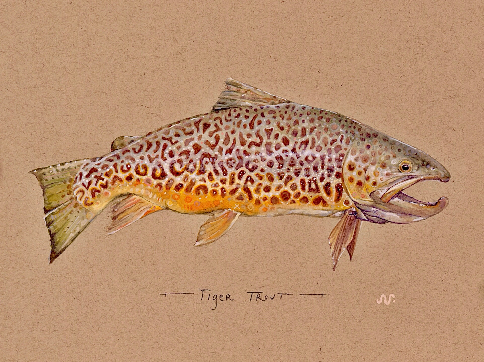 Tiger Trout Print