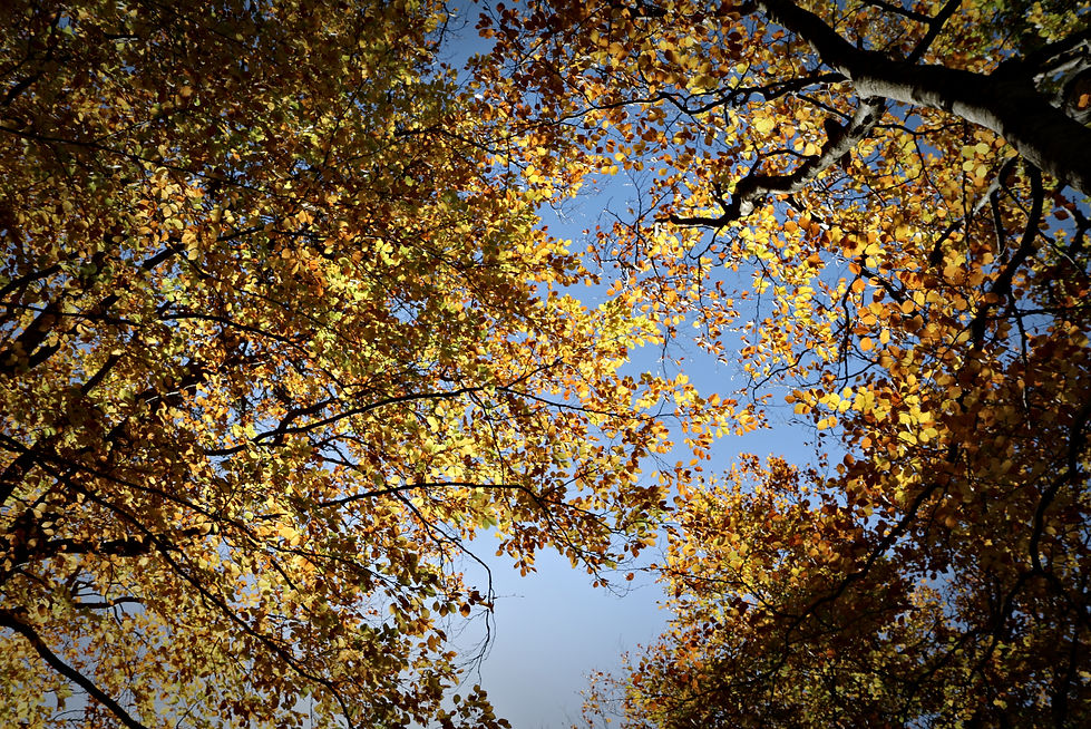 Paysage Vercors automne