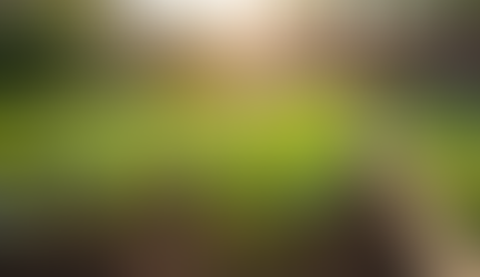 Top Spring Vegetables and Herbs to Grow in Your Northern California Garden for Delicious Summer Meals