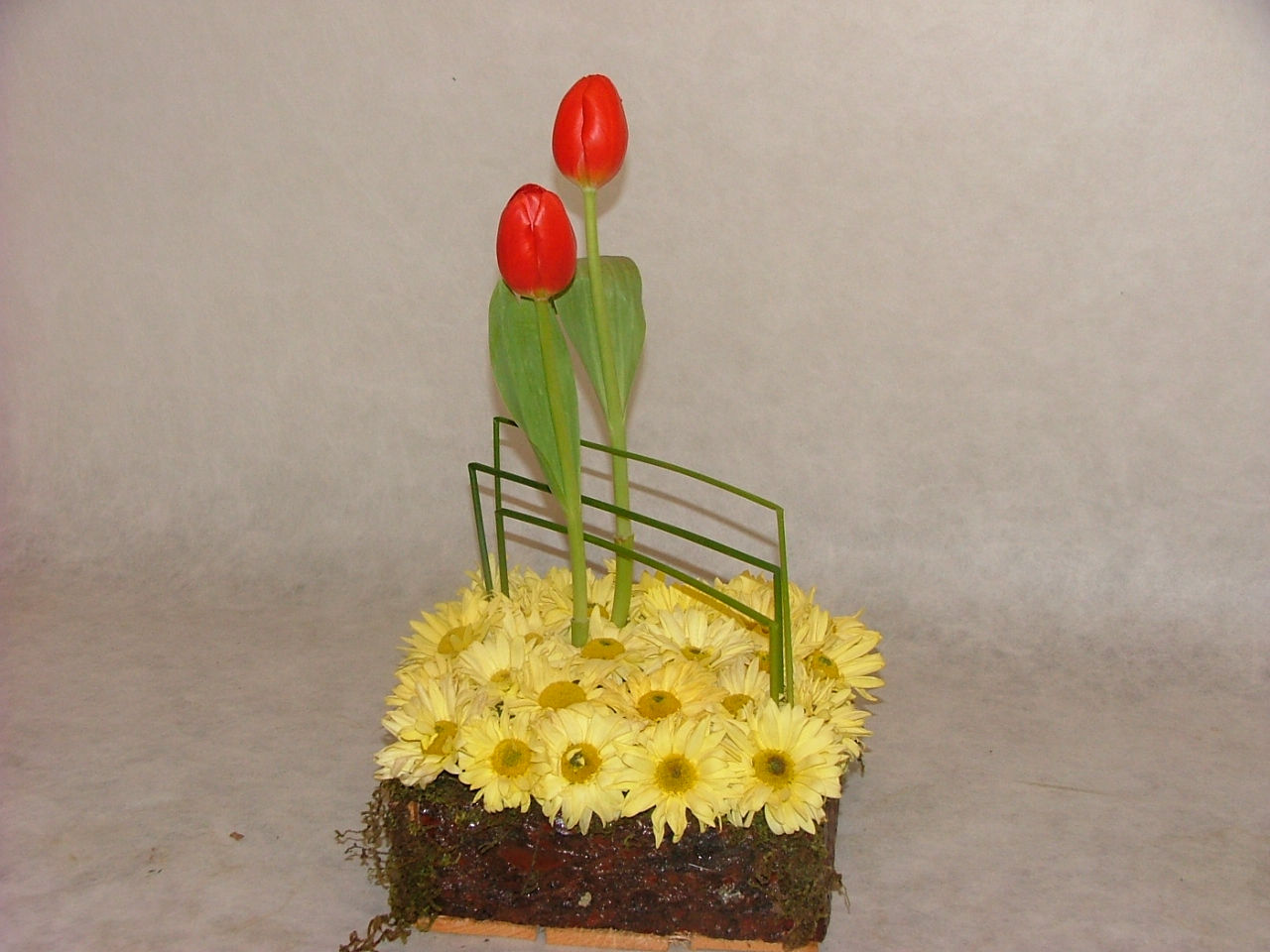 Pavée con Tulipanes