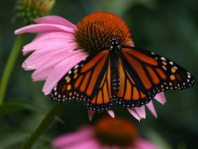 Garden Advice for Summer 2025