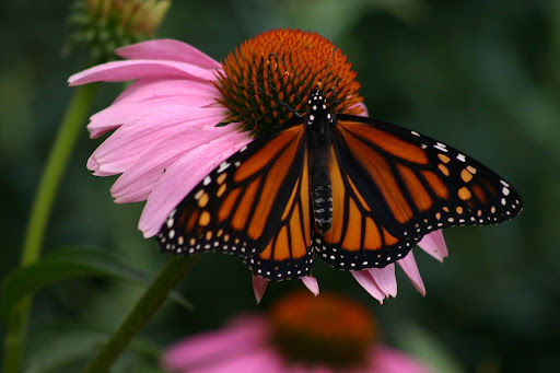 Garden Advice for Summer 2025
