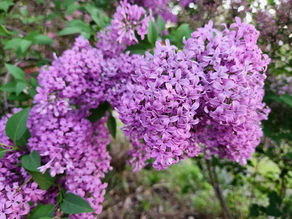 Garden Advice for Spring 2026