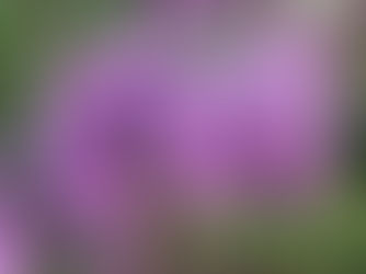 Garden Advice for Spring 2026