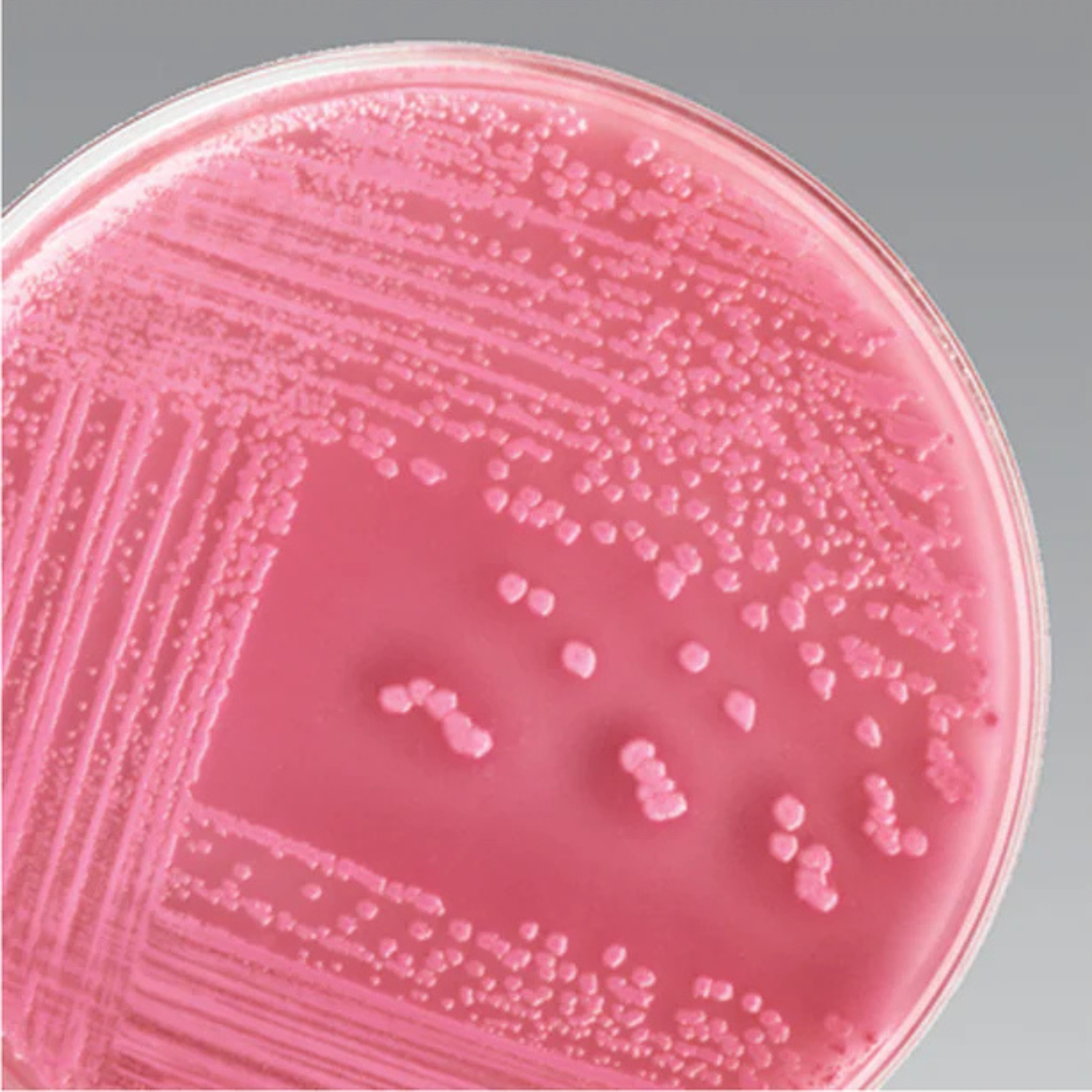 MACCONKEY AGAR 10/PK