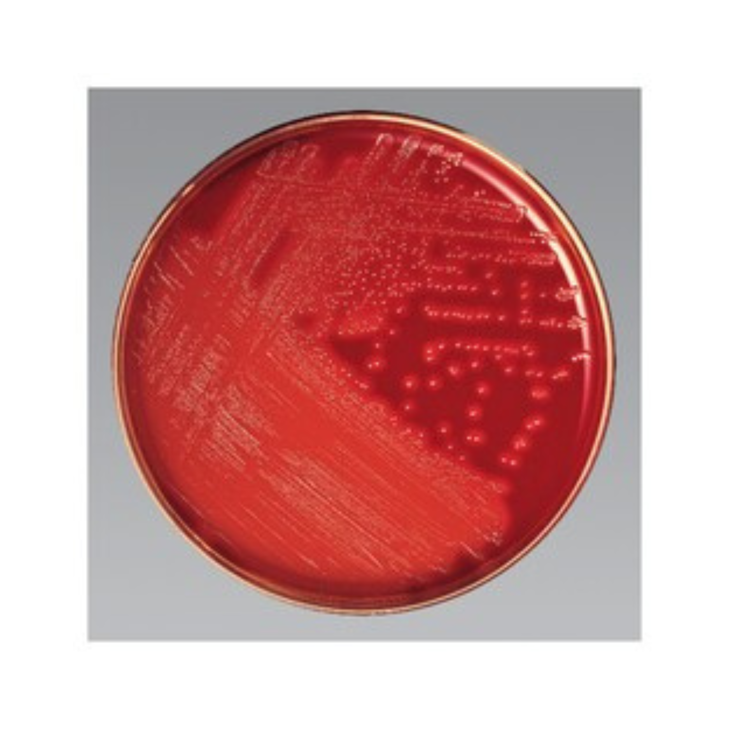 STREP SELECTIVE AGAR 10/PK