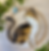kit mosaique chat