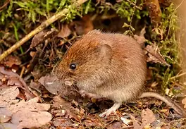 the side-effect of moles
