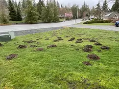 mole mounds in yard