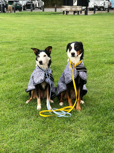 45cm Wool Lined Dog Rug No Fill 1680 Denier | Zeberdee