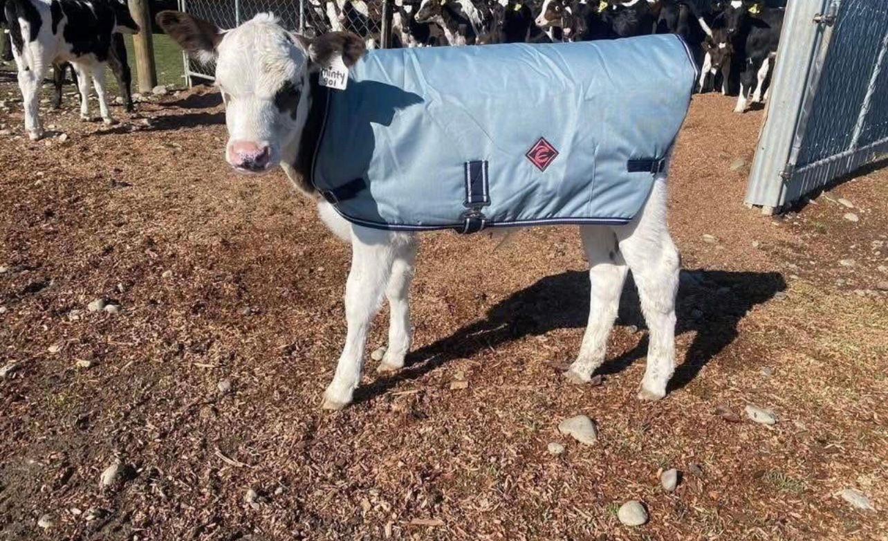 APRIL 2026 CALF COVERS 200g Fill