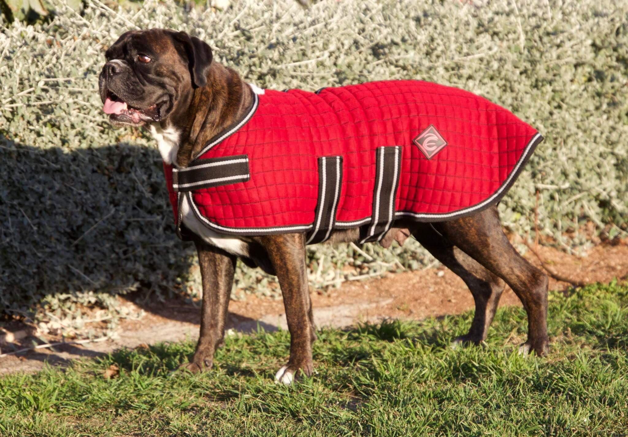 Zeberdee's Maroon Wickaway Dog Cover - the perfect solution to keep your furry friend dry