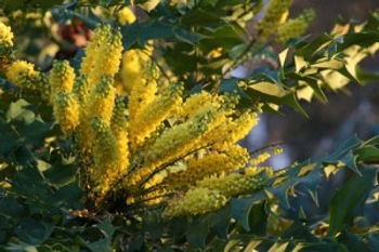 Mahonia x media 'Charity'