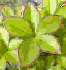 Rhododendron quinquefolium