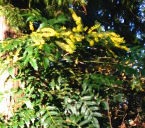Mahonia x media
