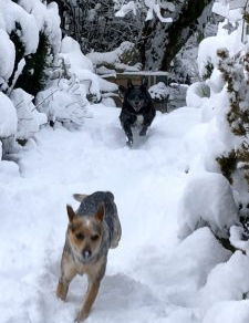 Snow at Old Goat Farm