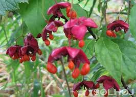 Euonymus seed capsule