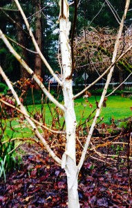 White-barked Himalayan Birch - Betula utilis var. jacquemontii